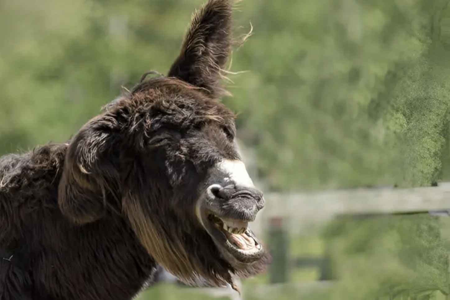 Dumbest Animals in the World (2025)